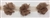 FLR-TRM-102-BROWN. Flower Trim - Exquisite Live Colors with Raised 3-Dimensional Flowers - Price Per Yard. 2 Inch Wide