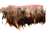 FTT-ROO-101-BROWN